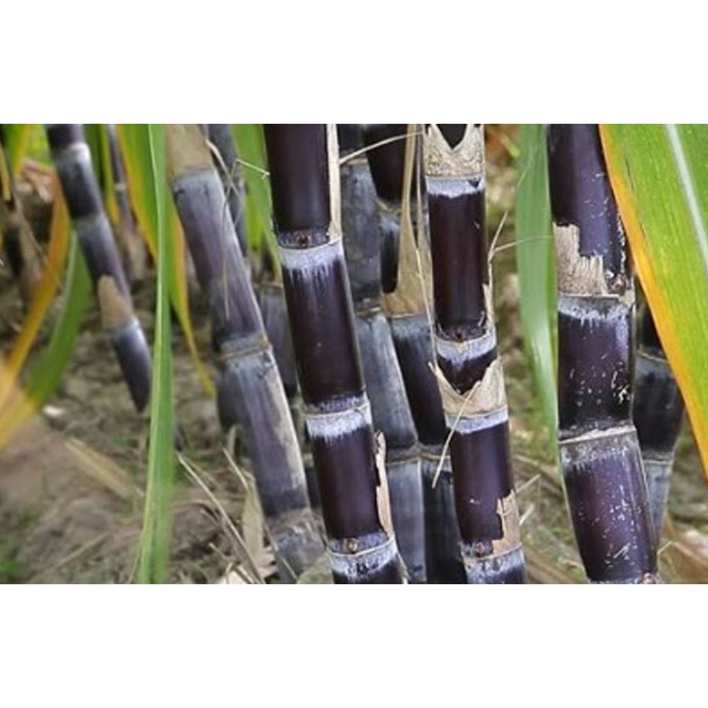 Stek Tebu Ireng/Tebu Ireng Manis/Tebu Ireng Super