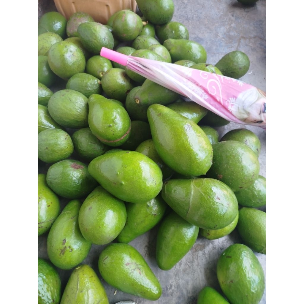 Grosir alpukat aligator, mentega