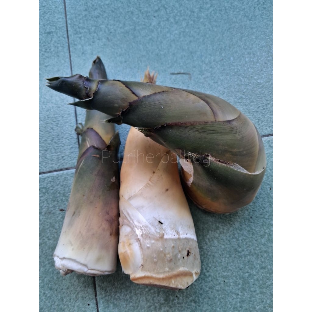 Sayur rebung bambu muda segar - 1 kg