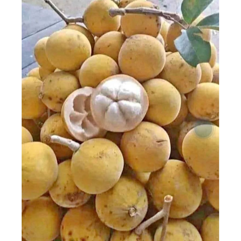 Buah kecapi segar 1kg