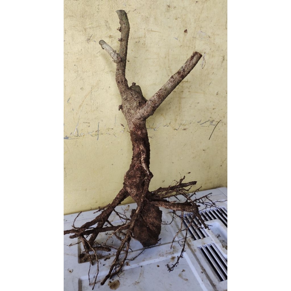 bahan bonsai walikukun realpic sesuai gambar