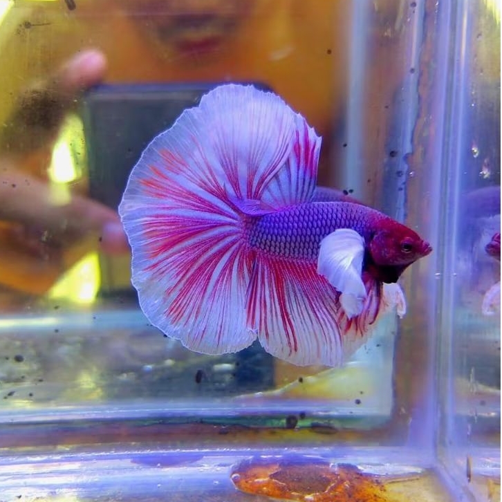 Halfmoon Male Rosetail BIG/DUMBO EAR Original Size M+