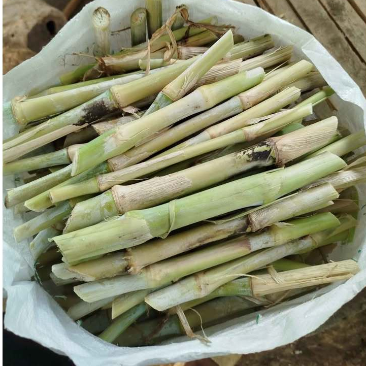 Bibit Rumput Gajah Biasa 1 Kg / Rumput Kolonjono / Rumput Gajah Pakan Ternak