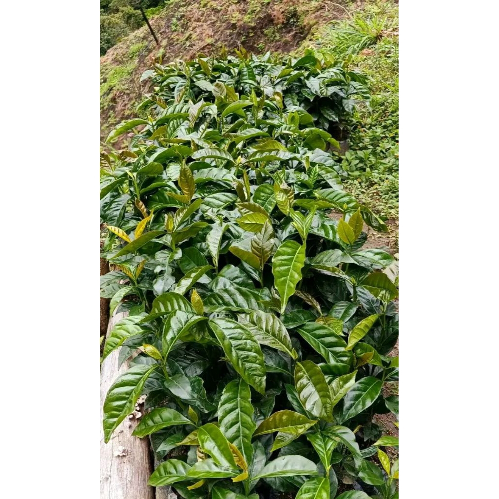 Bibit Kopi Robusta Klon Bagio Klon Arsyad Bibit  Unggulan Siap Tanam