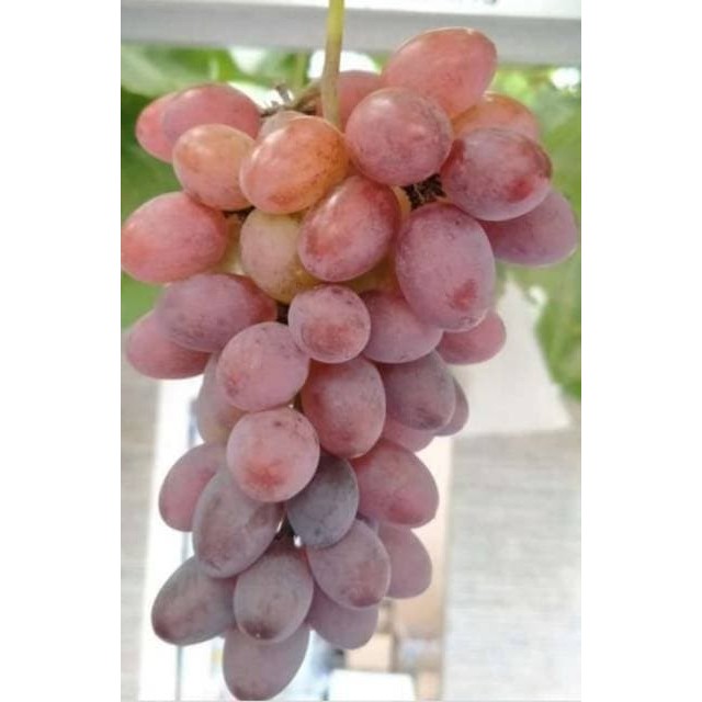 Allthebest Bibit Anggur Jupiter Genjah Impor