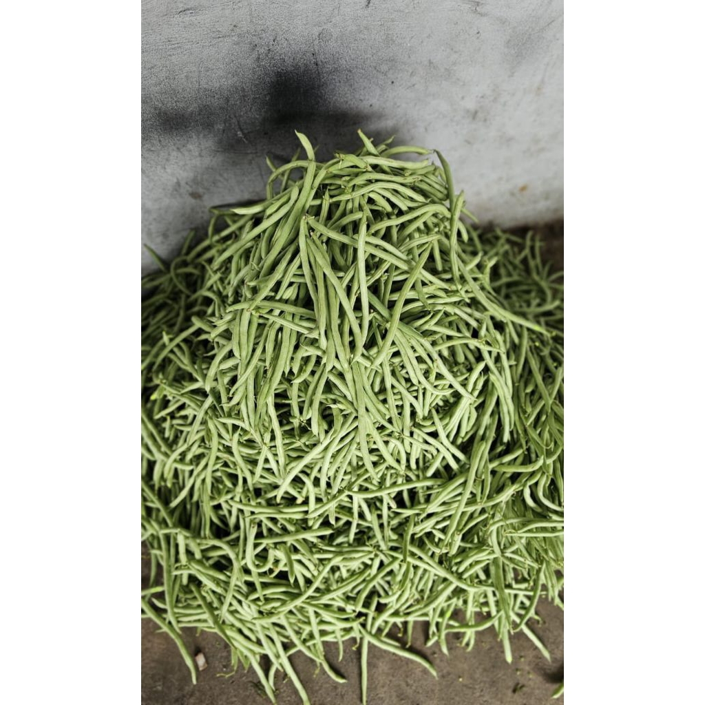 buncis 1kg