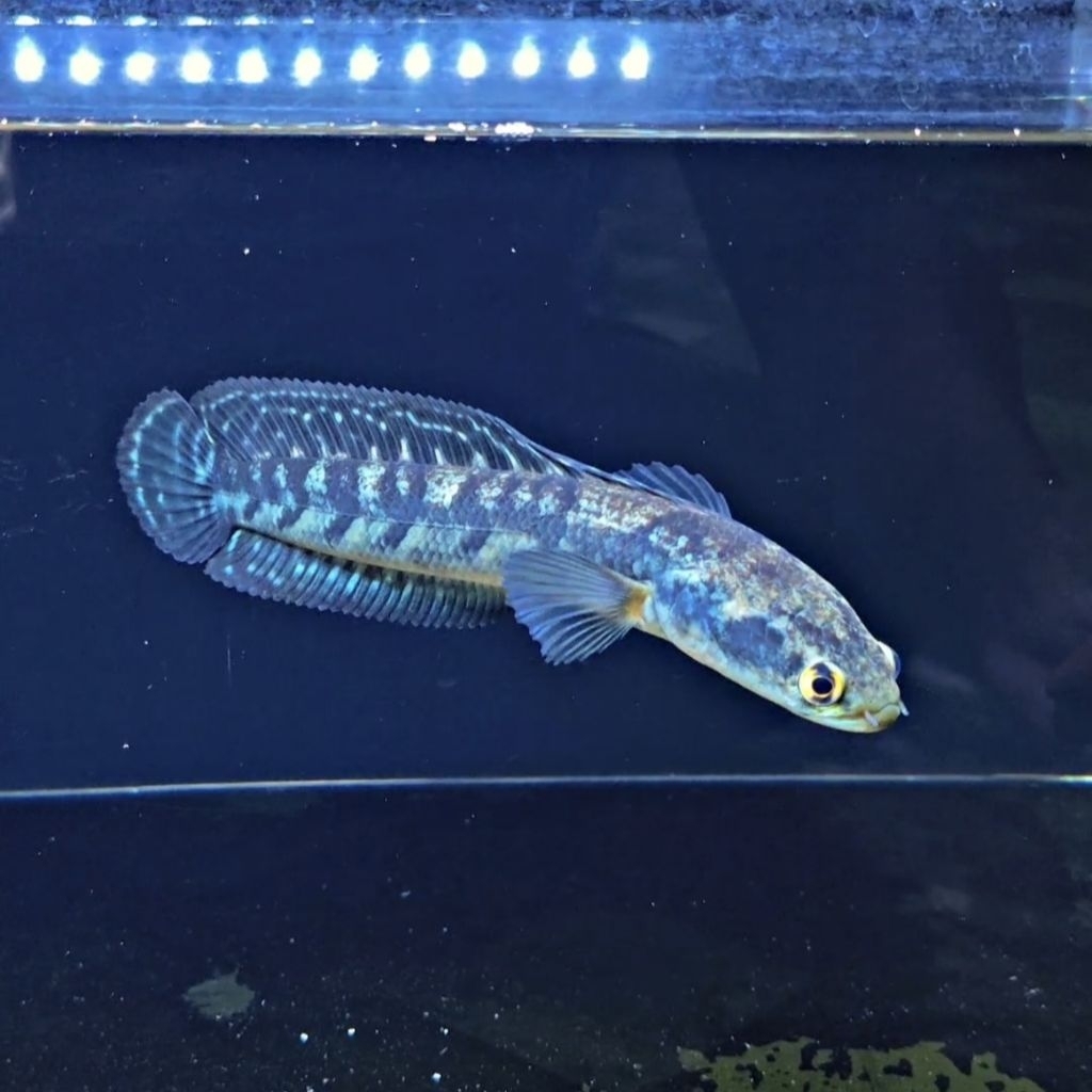 Channa maru ys batik 20-21 cm display