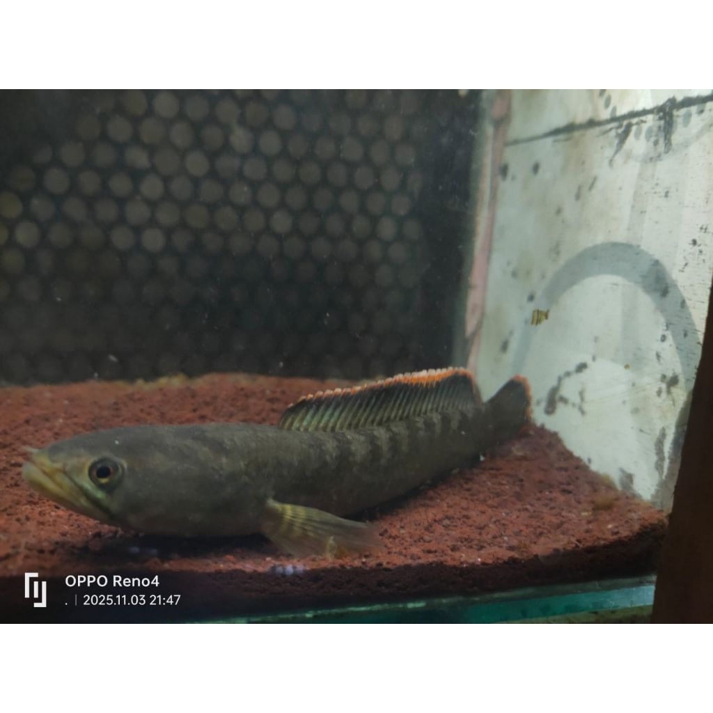 chana limbata rim tebal 15-20cm