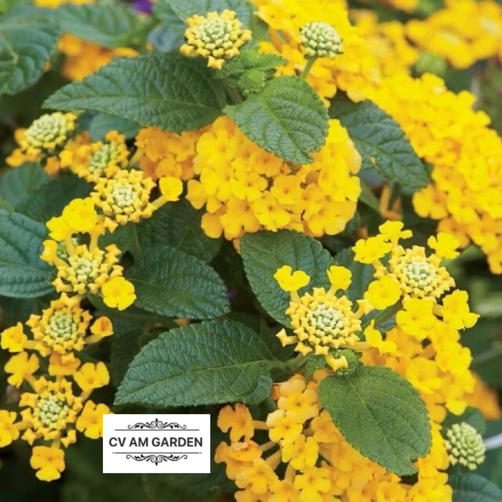 Tanaman Hias Lantana Bunga Kuning - Lamtana Kuning - Lantana - Centre