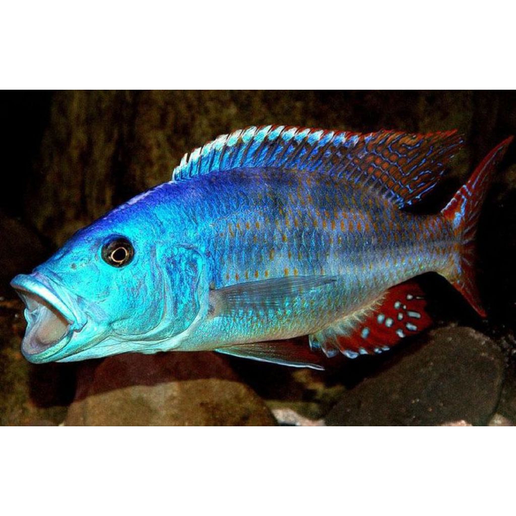 FUSCO CICHLID PURE | FUSCOTAENIATUS CICHLID | HAPS