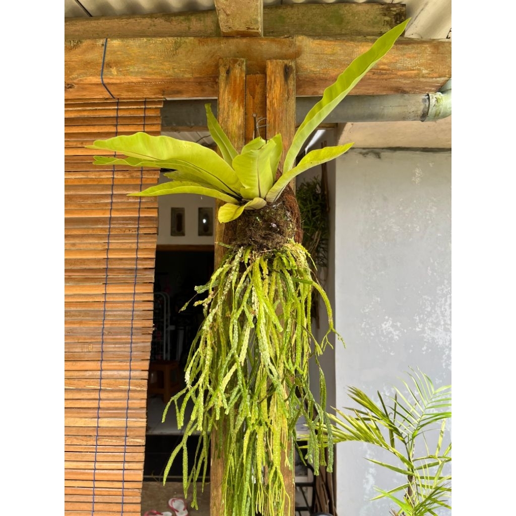 Kadaka Segar | Hiasan Dinding Rumah | Termurah