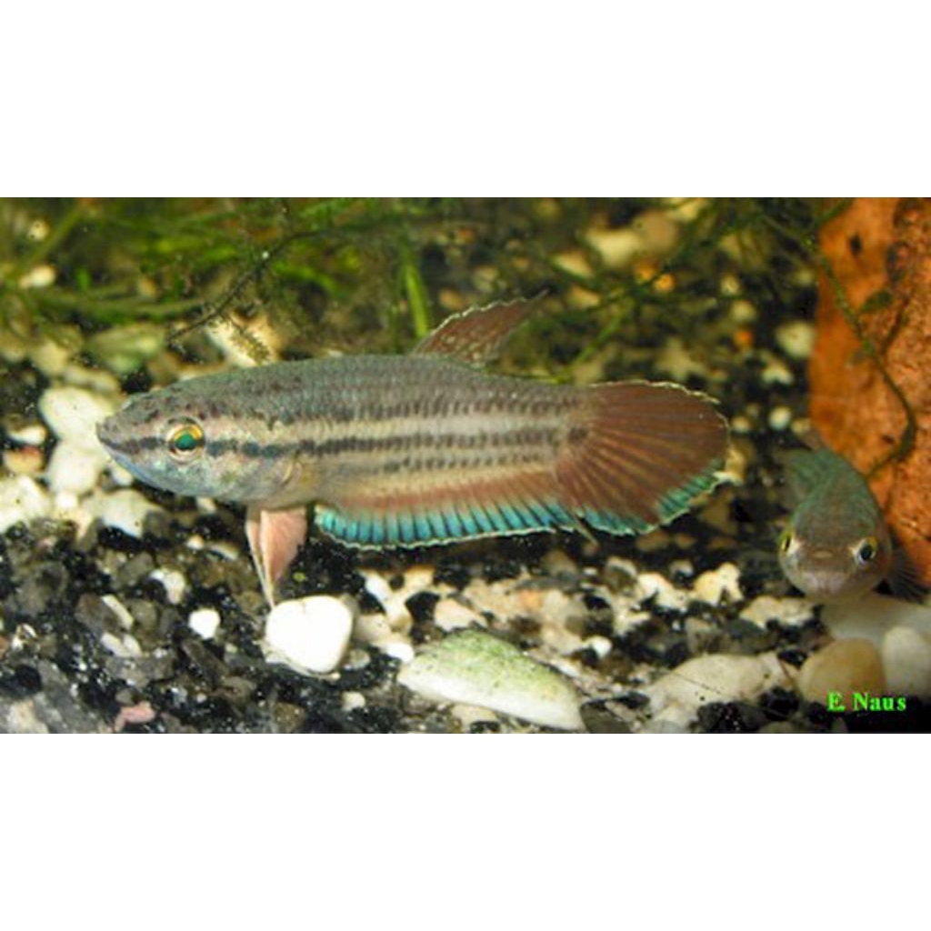 Wild Betta Picta ukuran 4-5cm