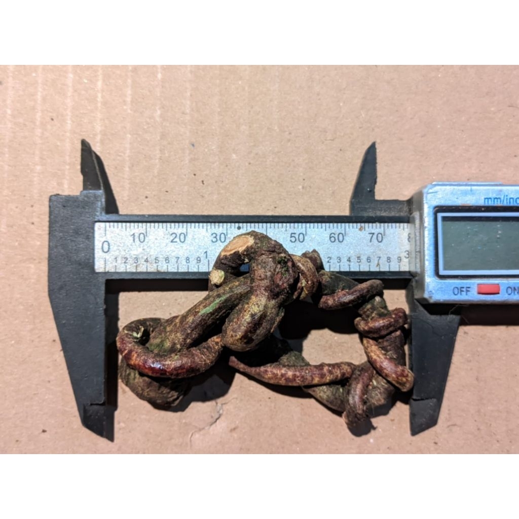 Akar mimang alami asli