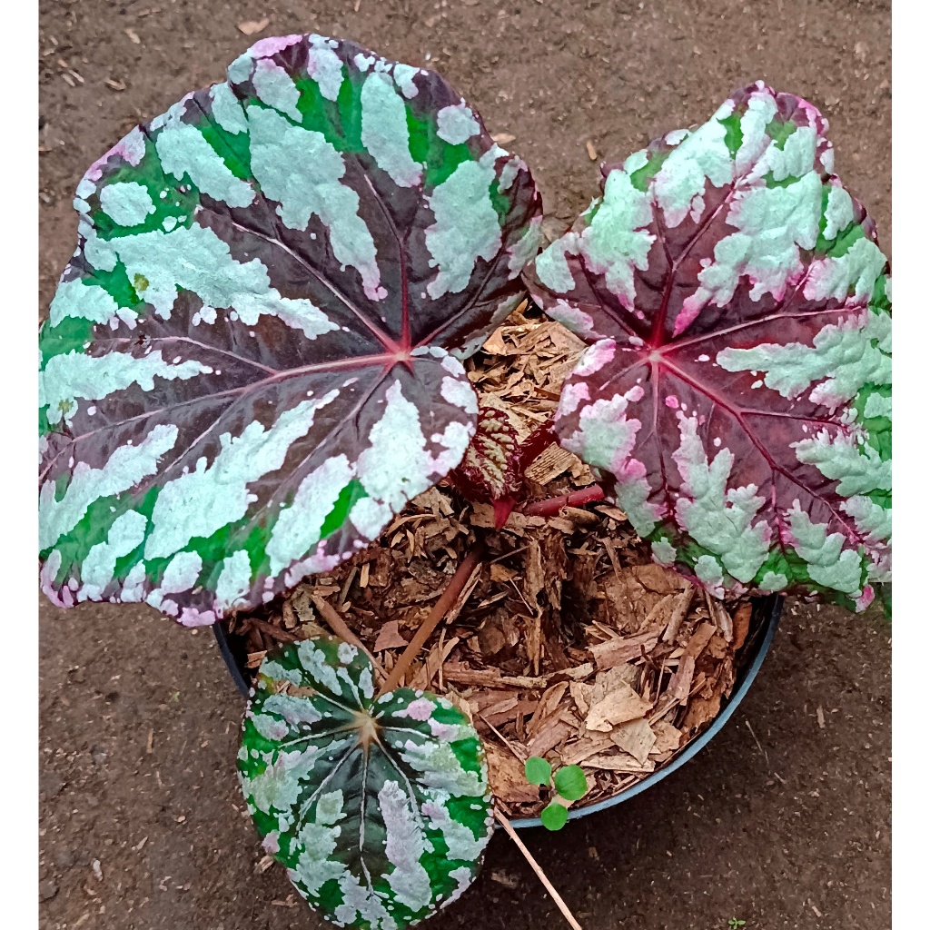 BEGONIA REX "PELANGI"