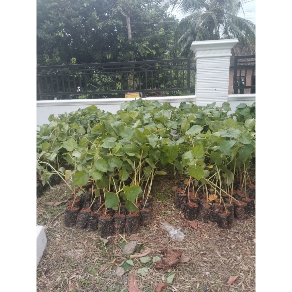 bibit pohon kayu balsa super