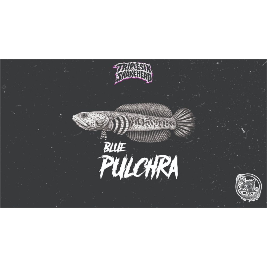 STICKER BLUE PULCHRA 6-7-+CM