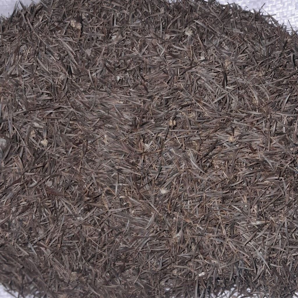 Mahyrafarm_Benih kenikir sayur / Biji kenikir sayur pilihan