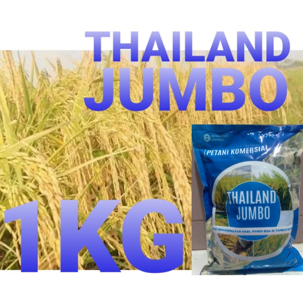 bibit padi unggul THAILAND JUMBO.1KG