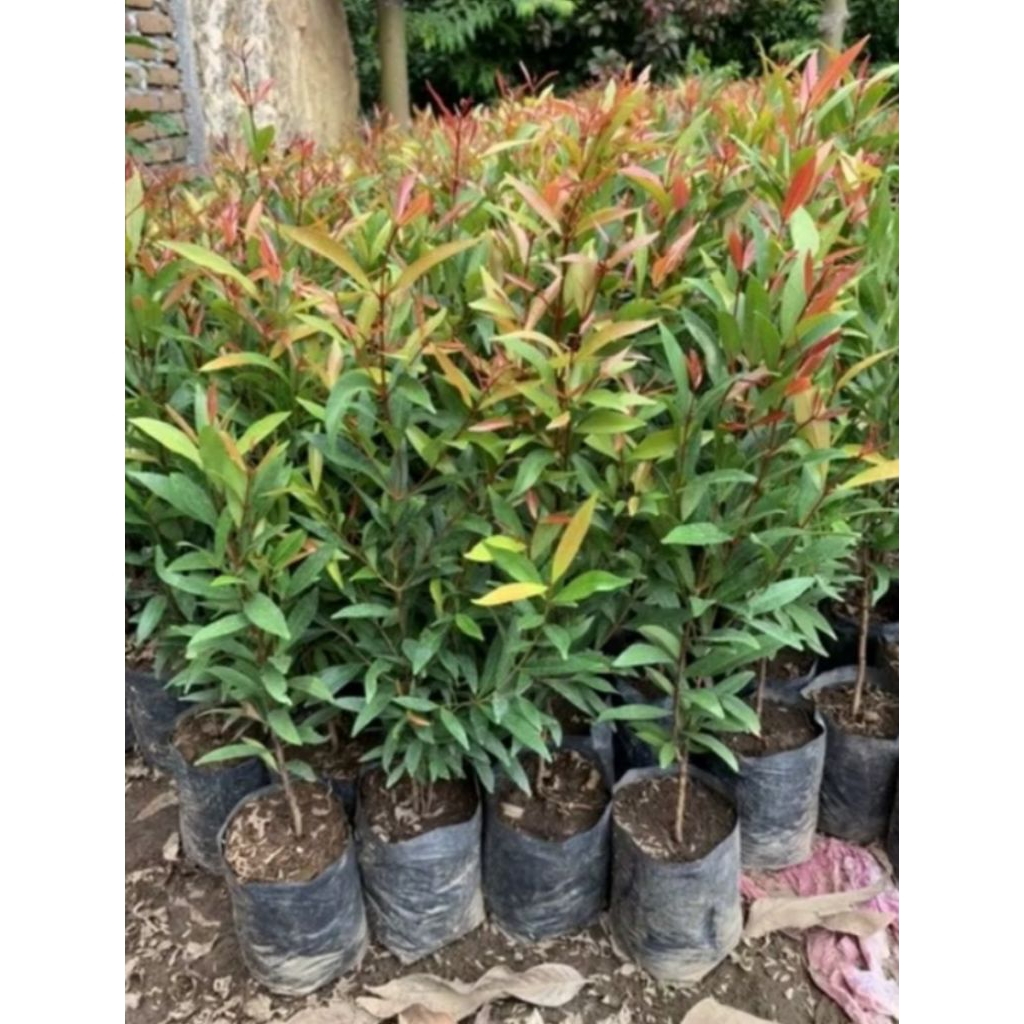 Tanaman Hias Pucuk Merah Tanaman Hidup