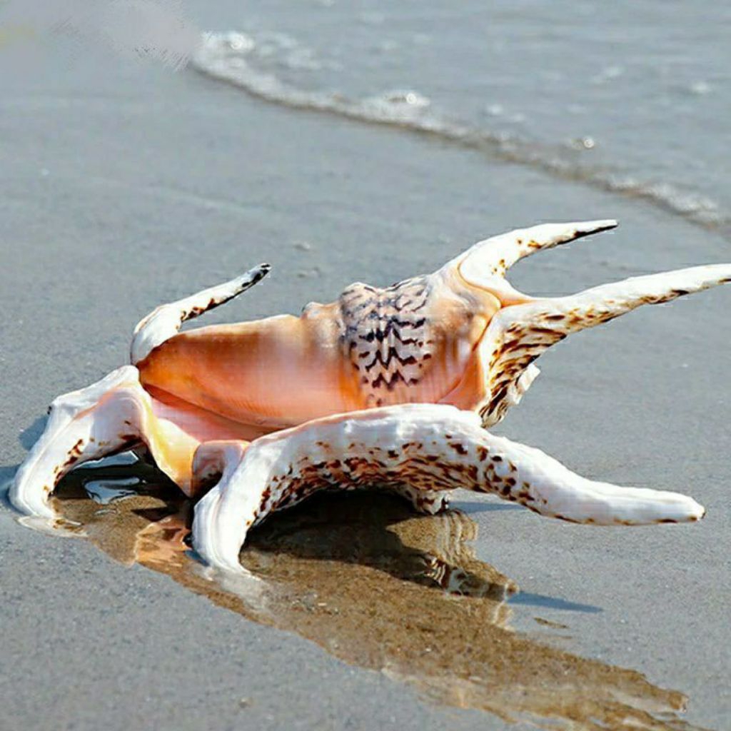 Cangkang Kerang LAMBIS Jumbo Kerang Laba-laba Hiasan Aquarium
