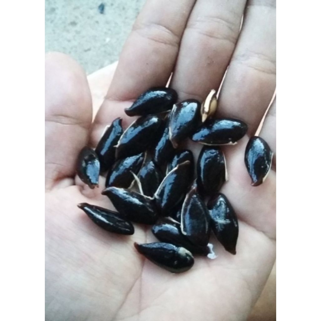 30 biji sawo/kecik/bibit sawo madu