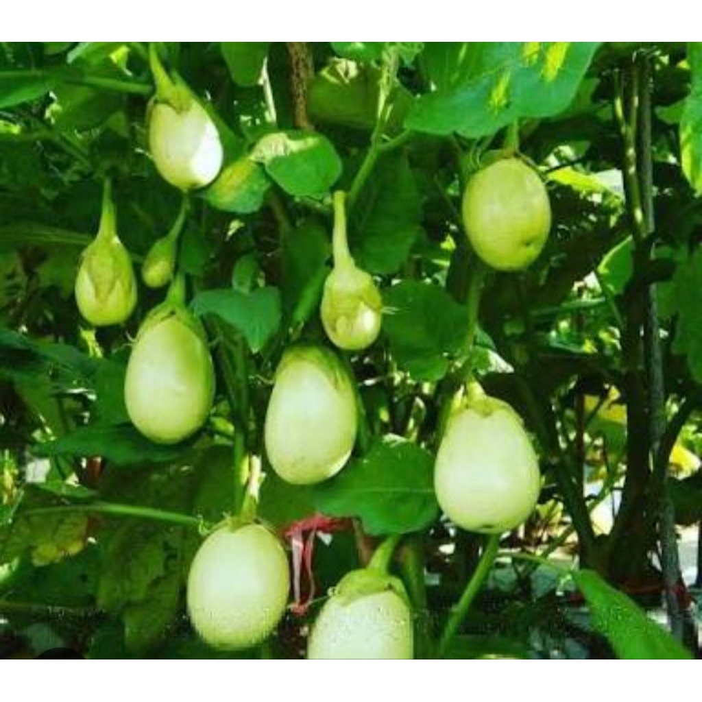 terong lalap pondoh(oval besar)