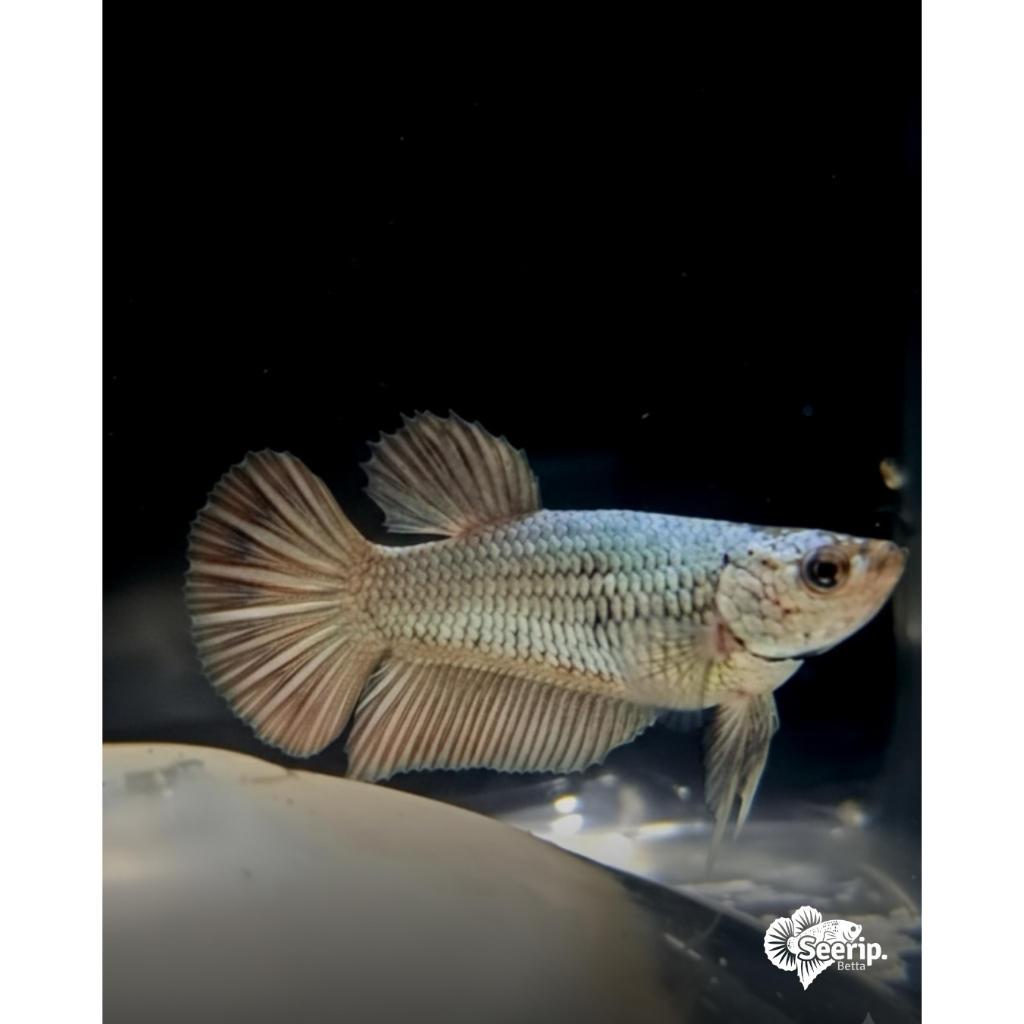 HMPK Female Copper | Seerip Betta