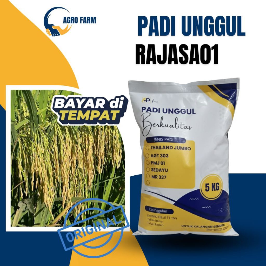 bibit padi unggul Rajasa 01 kemasan 5kg berkualitas