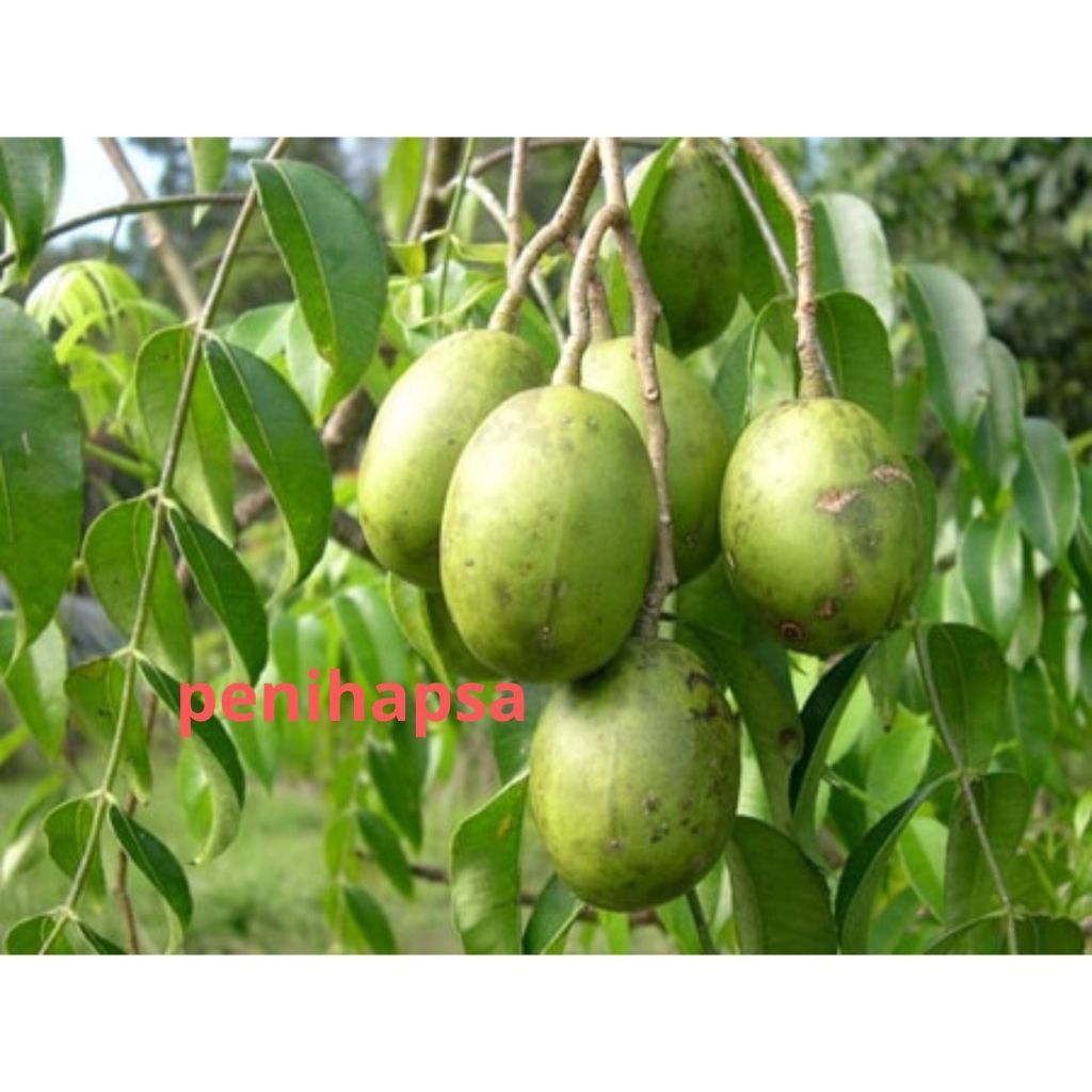 Bibit Kedondong Jumbo Super Cepat Berbuah