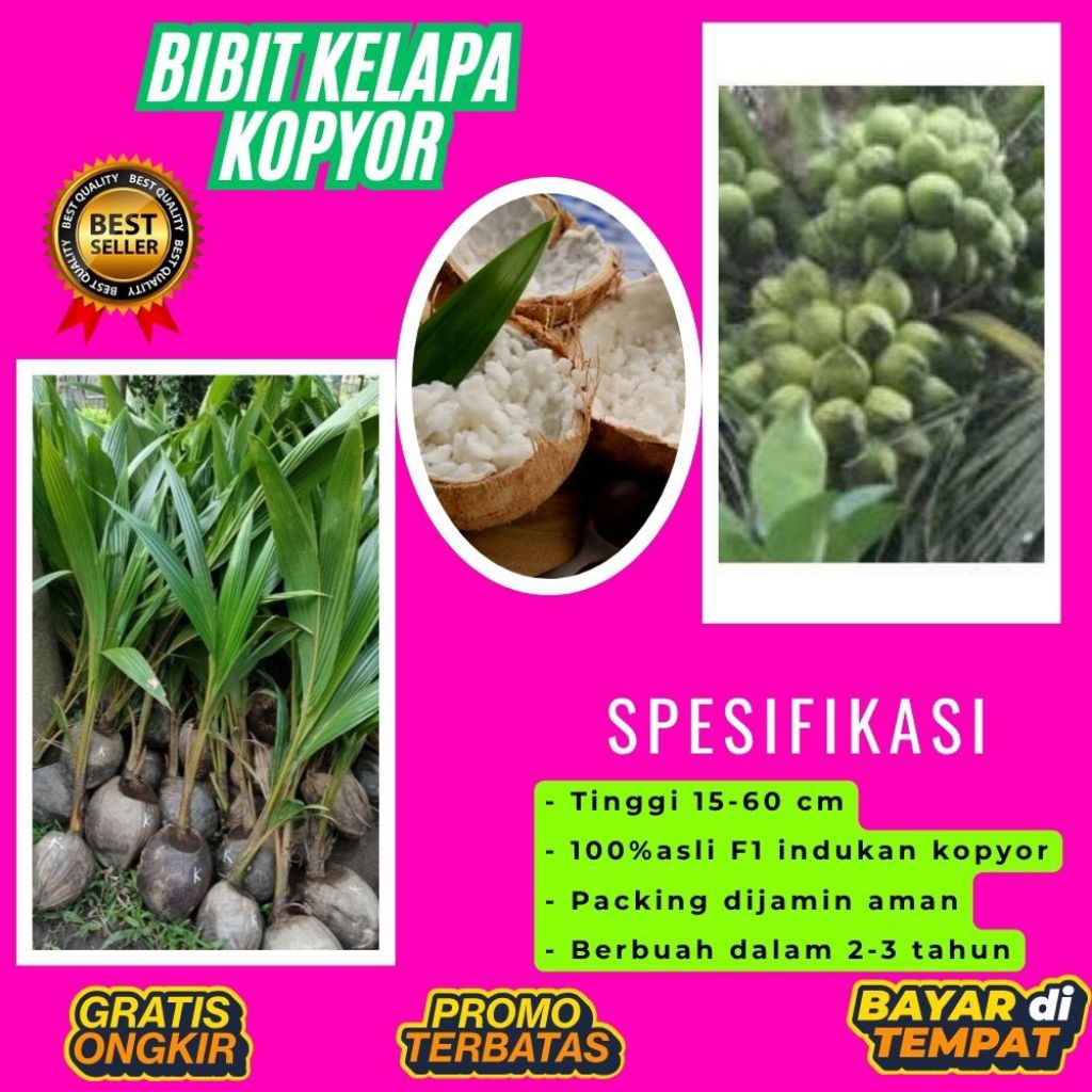 POHON PENDEK  Bibit Kelapa Kopyor Harga, Bibit Kelapa Kopyor Jelly, Bibit Kelapa Kopyor Jelly Thaila