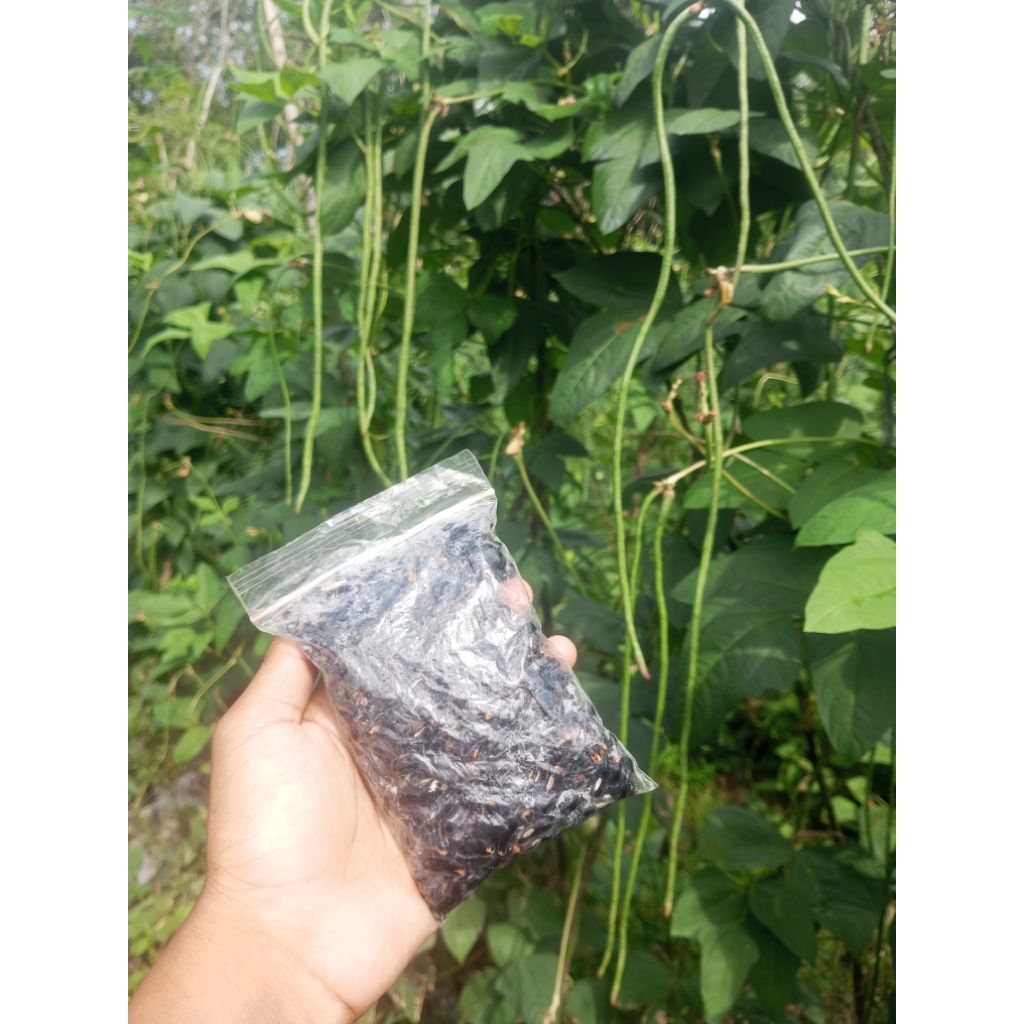 bibit kacang panjang super