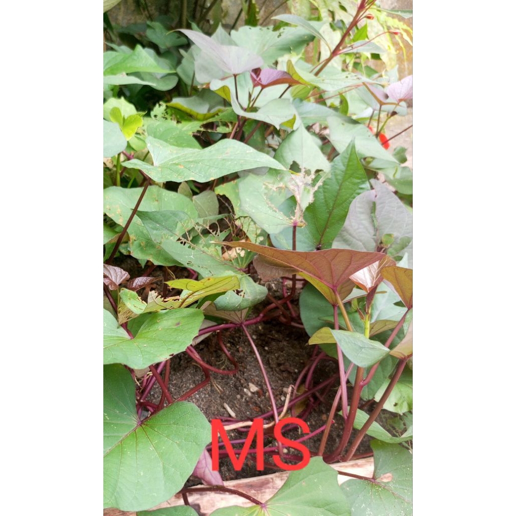 Bibit stek ubi ungu superan