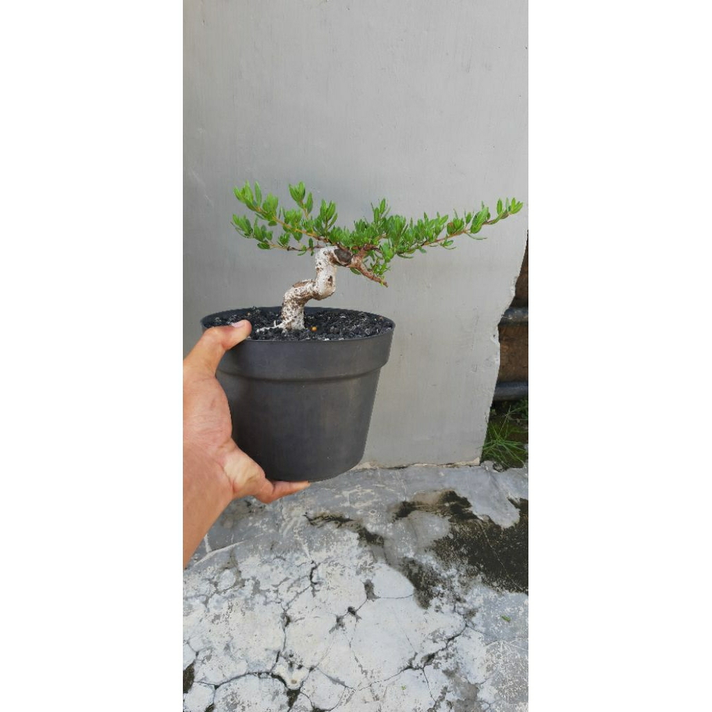 Santigi / Stigi Bahan Bonsai Dari Semai Biji