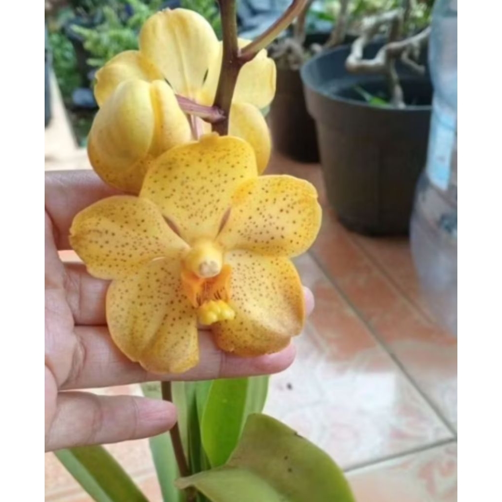 vanda.mokara.
