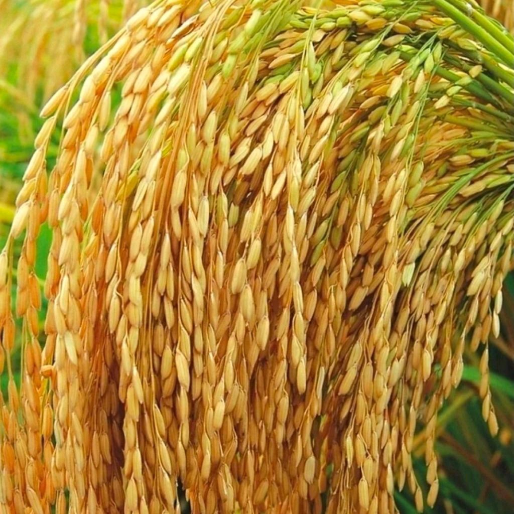 BENIH PADI IR 46 SUPER KUALITAS UNGGUL KEMASAN 5KG