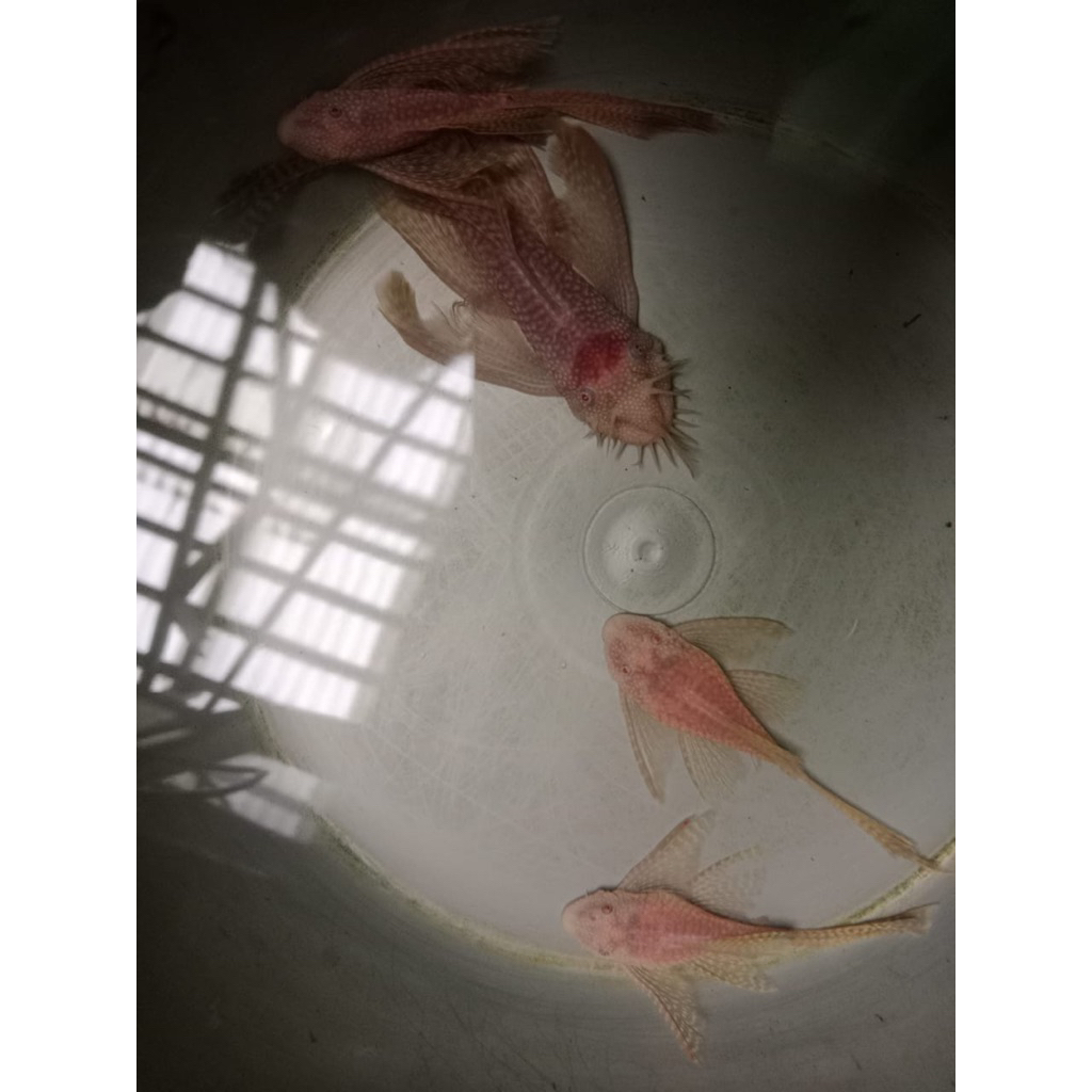 Ikan Brushmouth albino slayer indukan 7-8cm (sudah isi telur) minimal order 3