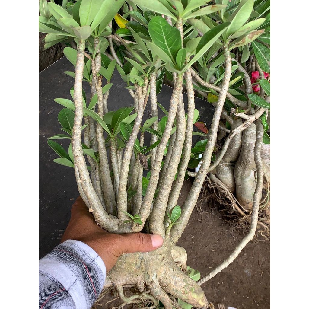 Adenium Arabicum Bonggol Jumbo Cabang Banyak Siap Pajang Kualitas Bagus