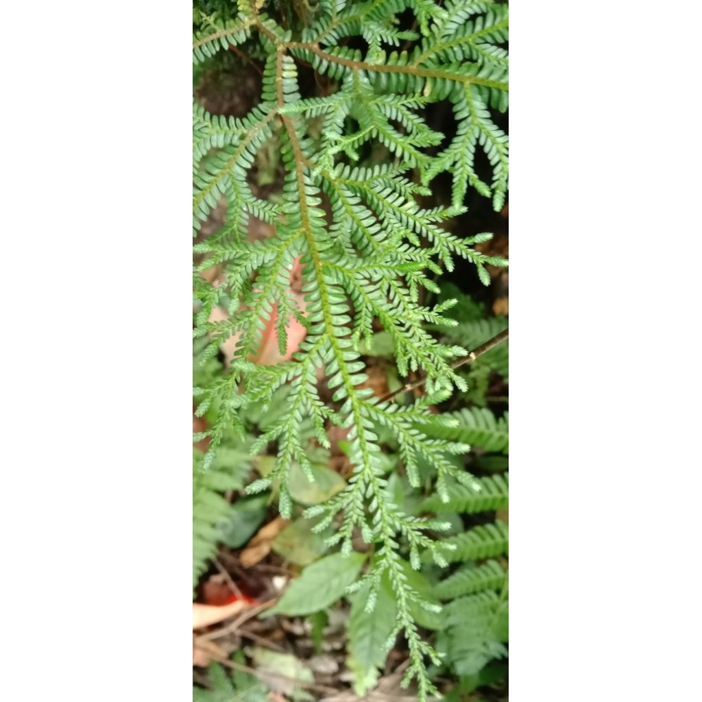 Selaginella sp Sulawesi