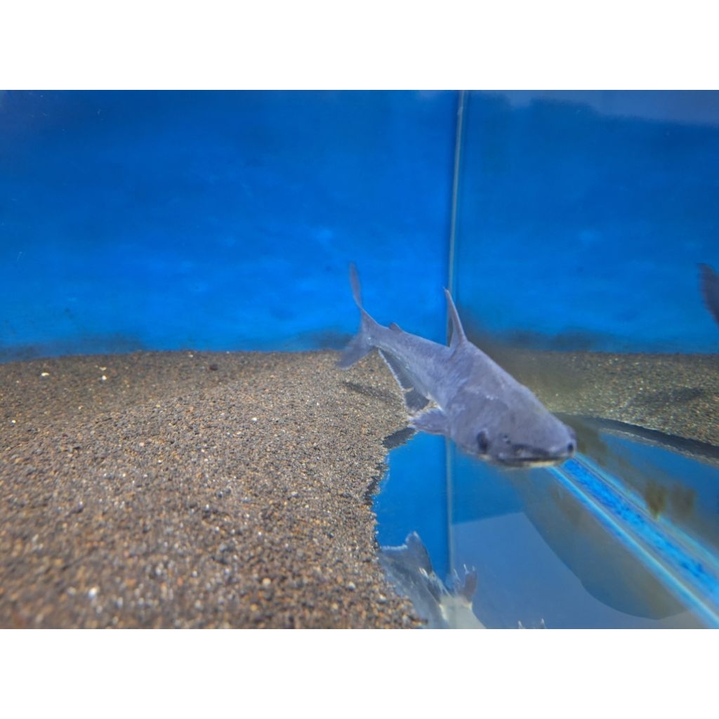 hermanius stormi pangasius hiu air tawar (rare fish) langka