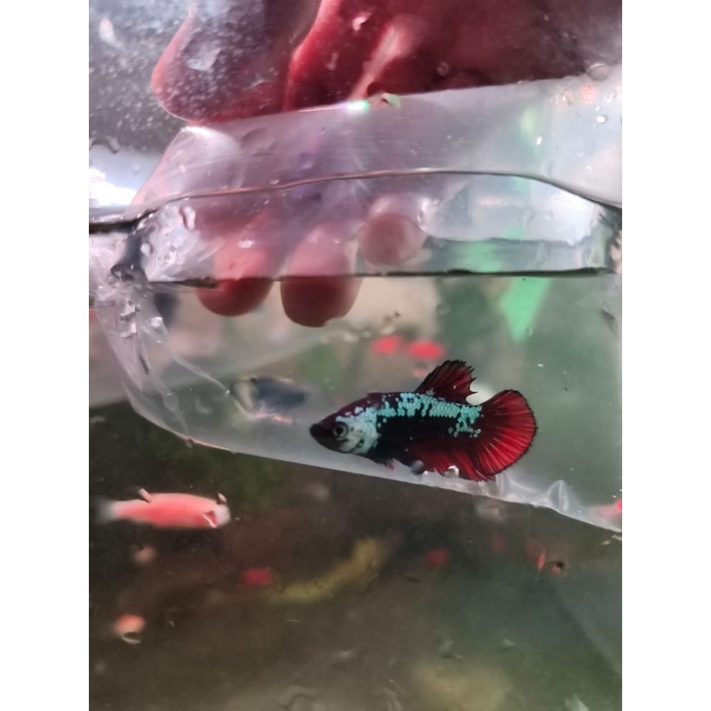 Ikan cupang plakat red samurai betta fish
