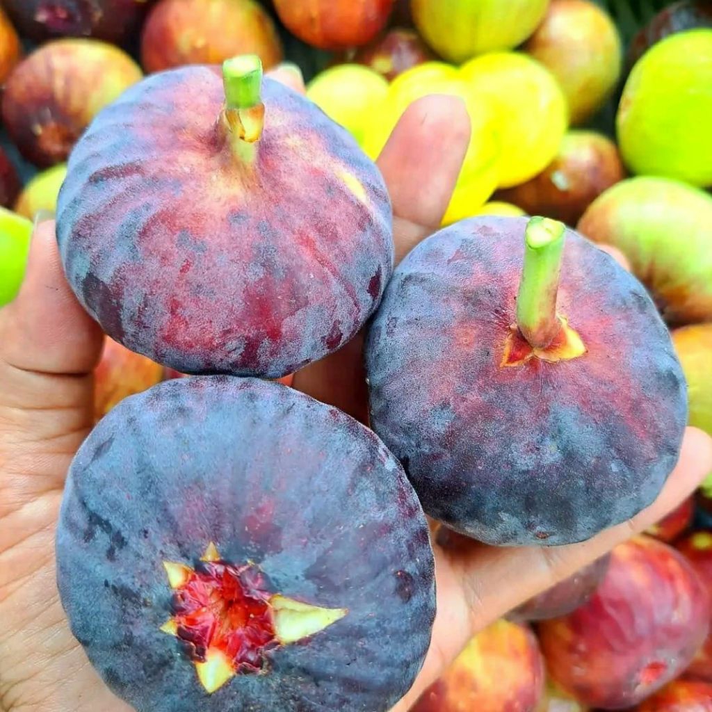 Bibit Cangkok buah tin iraqi FC tin Iraqi hitam pling mudah berbuah Fresh cangkok iraqi valid 100%