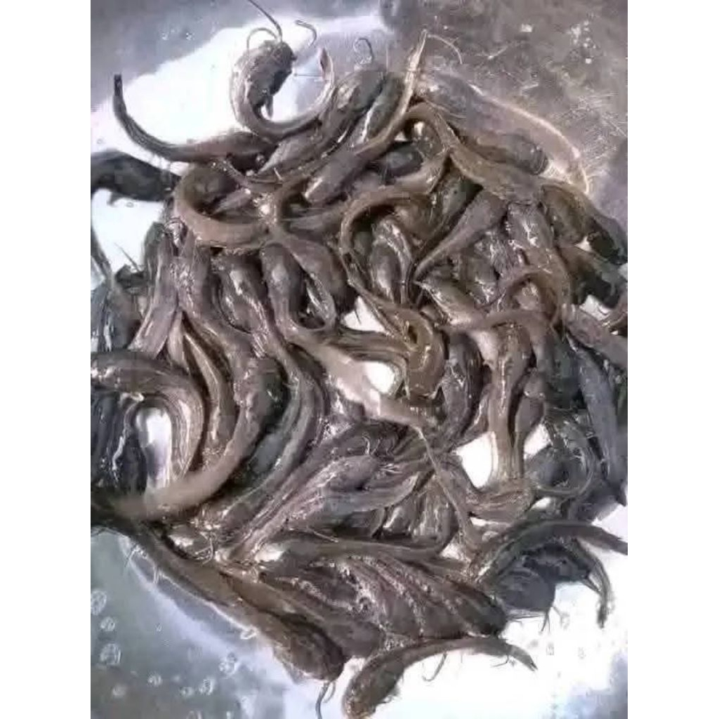 Ready bibit lele ukuran 6 5-7 kemasan isi 25 ekor buat pemula