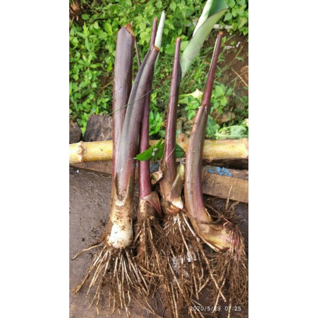 tanam bibit talas ungu-bibit talas lompong bibit lompong sayuran siap