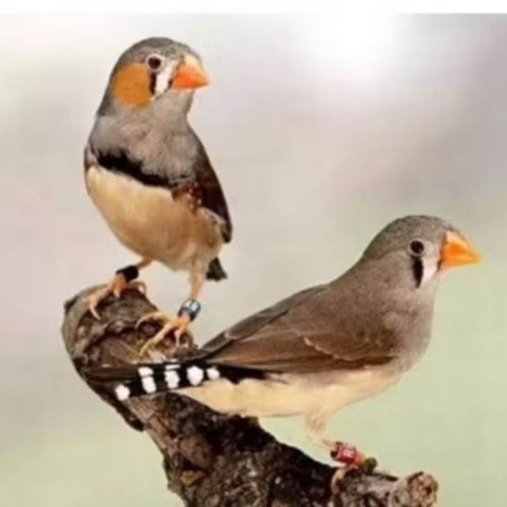BURUNG ZEBRA FINCH TIMOR SEPASANG