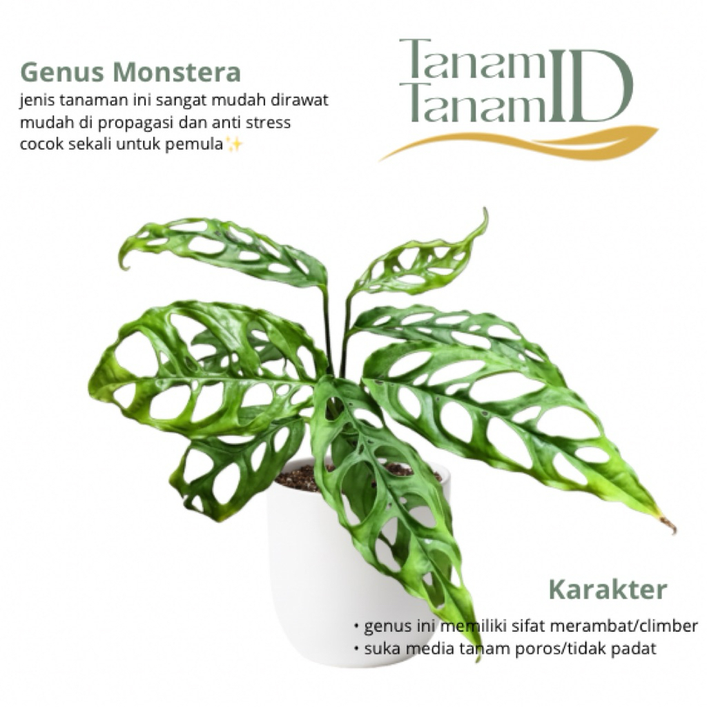 Monstera obliqua peru - Monstera obliqua