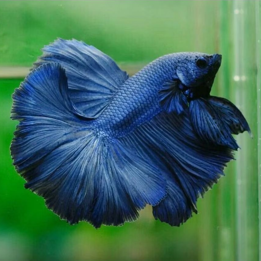 Cupang Halfmoon Royal Blue | HM Blue Size M L XL