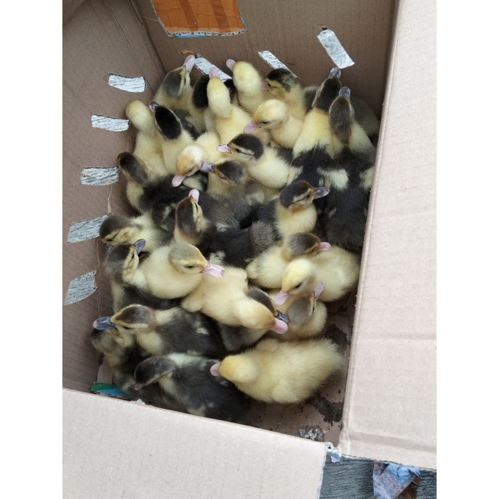 bibit entok lokal - bibit entok asli - anak entok - entog