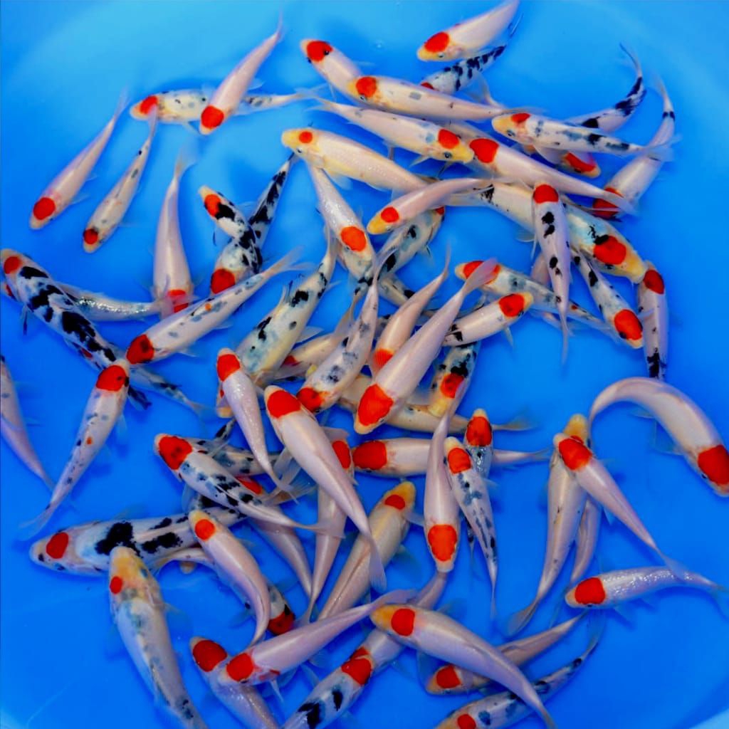 Ikan koi kepala merah/koi tancho ±20cm