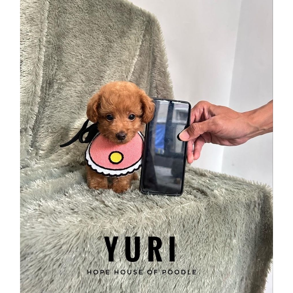 Poodle teacup female red poodle tiny stambum murah size kecil lucu