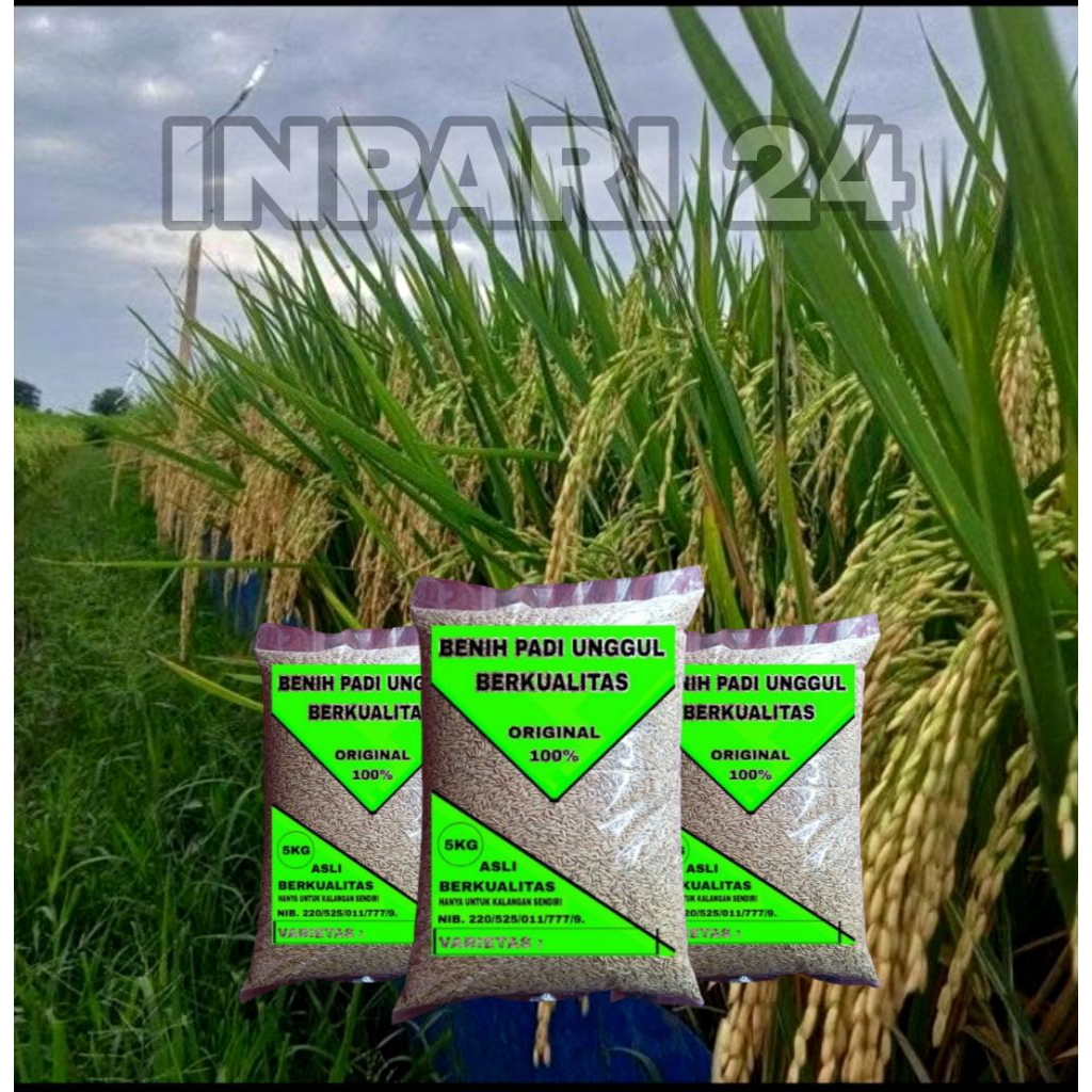 BENIH PADI UNGGUL INPARI 24 5KG